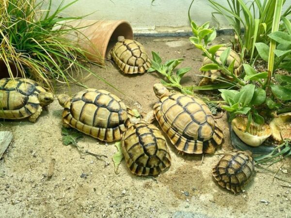 Egyptian tortoise