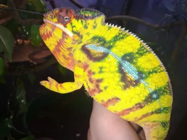Baby Panther Chameleon for sale