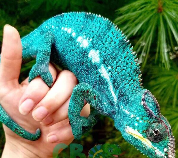 Nosy Be Panther Chameleon