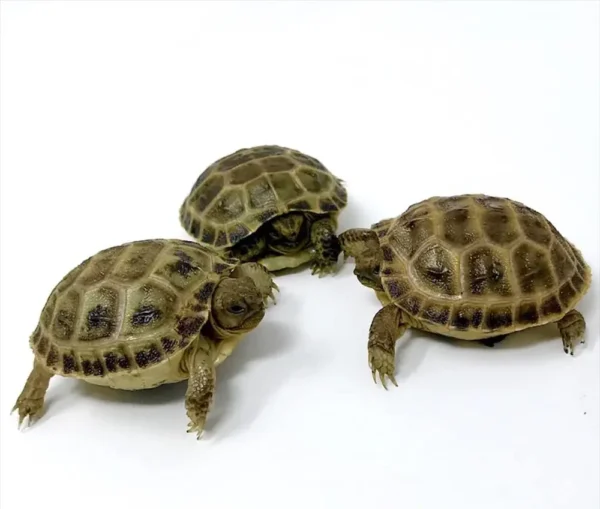 captive bred Russian tortoise