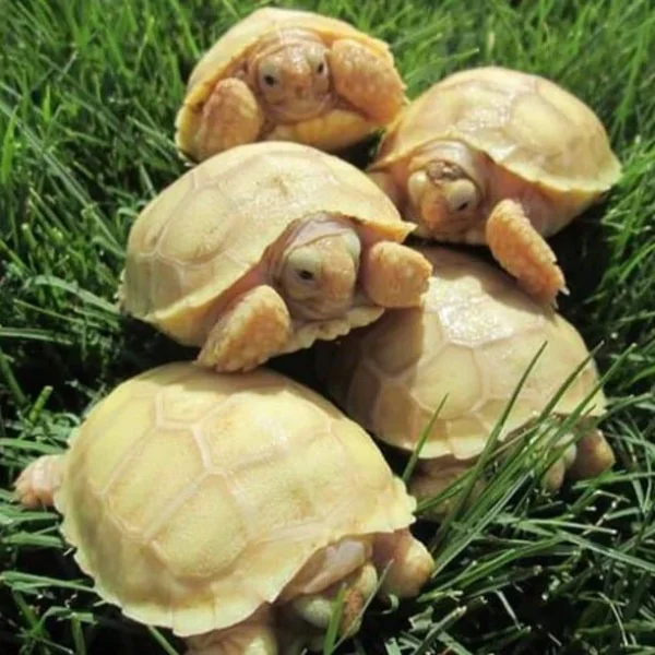 HET Ivory Sulcata tortoise
