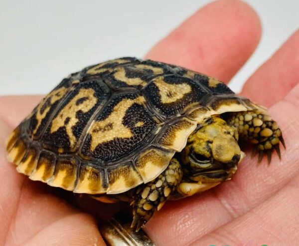 African Pancake Tortoise for sale