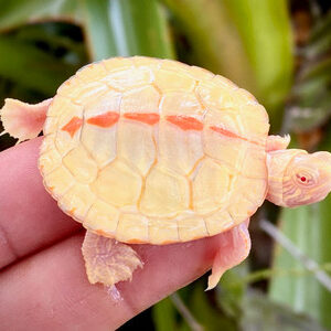 Albino Southern Painted Turtle