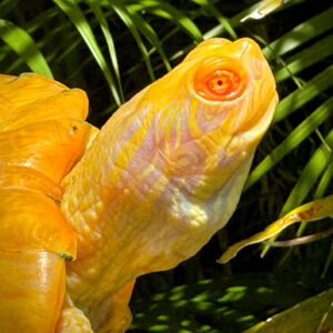 Albino Southern River Cooter - Garden Pond Sizes