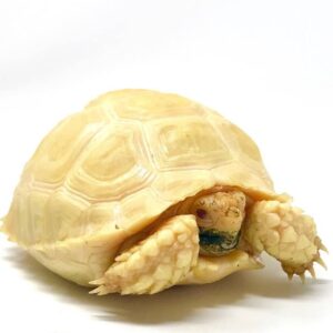 Albino Sulcata tortoise for sale