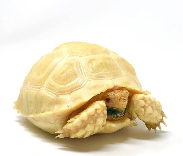 Albino Sulcata tortoise for sale