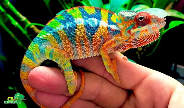 Baby Panther Chameleon for sale