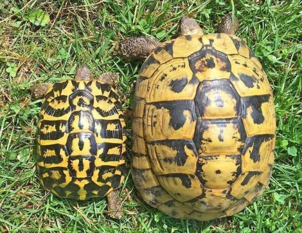 Tuscan Western Hermann's tortoise