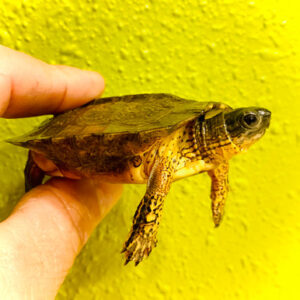 Black Wood Turtle
