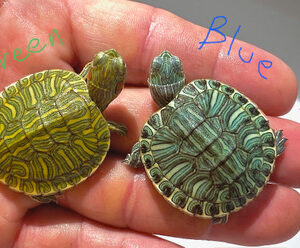 Blue Rio Grande Red Eared Slider