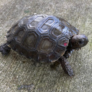 Burmese Black Mountain for sale