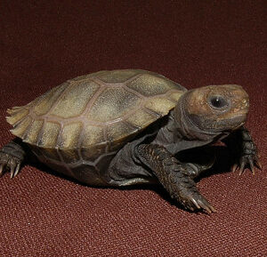 Burmese Brown Mountain Tortoise