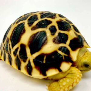 Burmese Star Tortoise