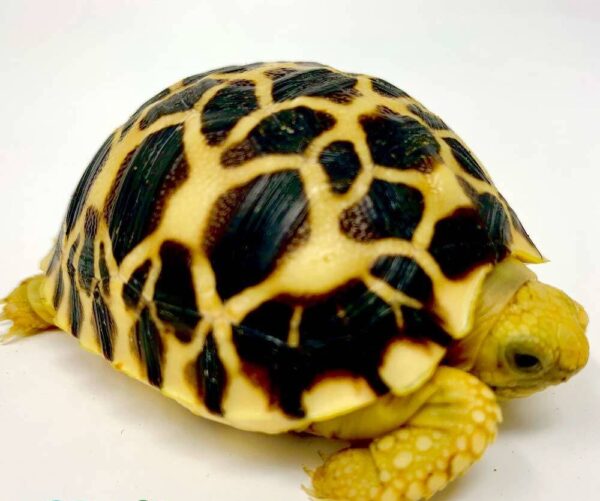 Burmese Star Tortoise