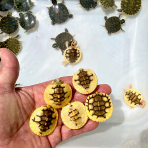 Caramel Albino Yellow Bellied Slider