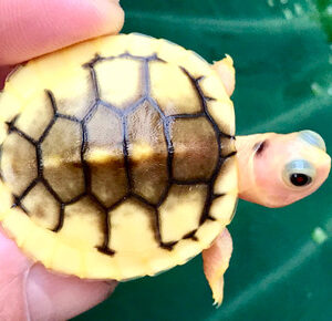 Caramel Pink Albino Red Eared Slider