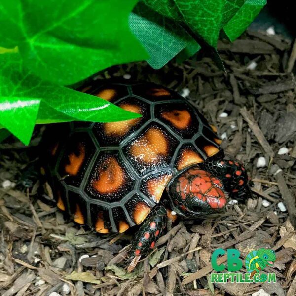 Cherry Head Tortoise