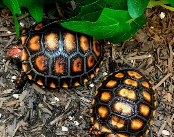 Cherry Head Tortoise