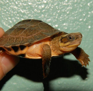 Chinese Golden Coin Turtle