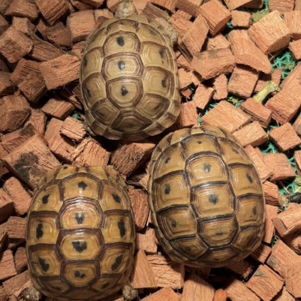 Golden Greek tortoise