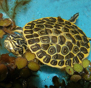 Florida Chicken Turtle
