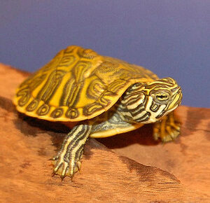 Florida Red Bellied Turtle