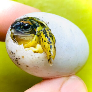 Furrowed Wood Turtle