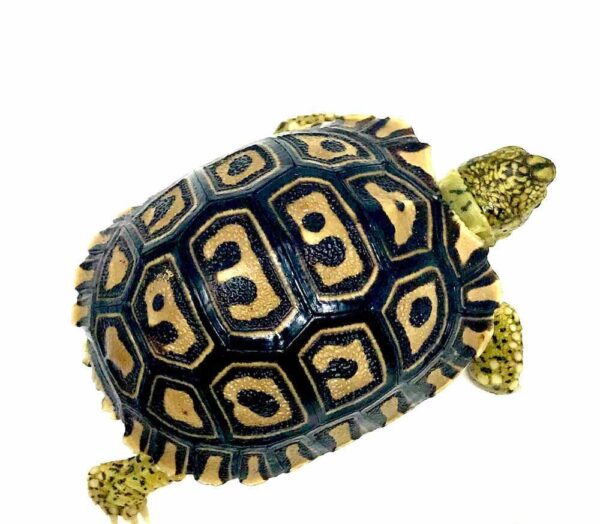 Giant South African Leopard tortoise