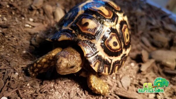 Giant South African leopard tortoise hybrid