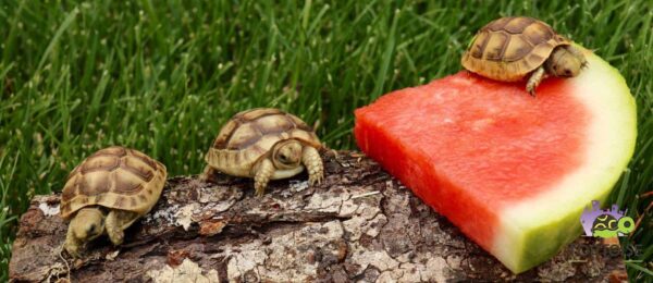 Golden Greek tortoise
