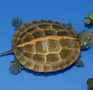 High Colored Southern Painted Turtle