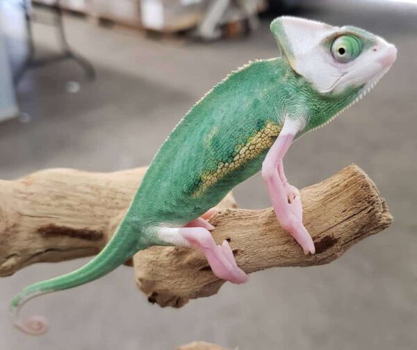 High White Pied Veiled Chameleons