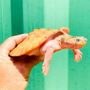 Hypo Pink Belly Snapper