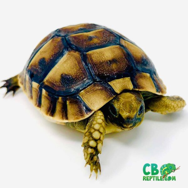 Ibera Greek tortoise