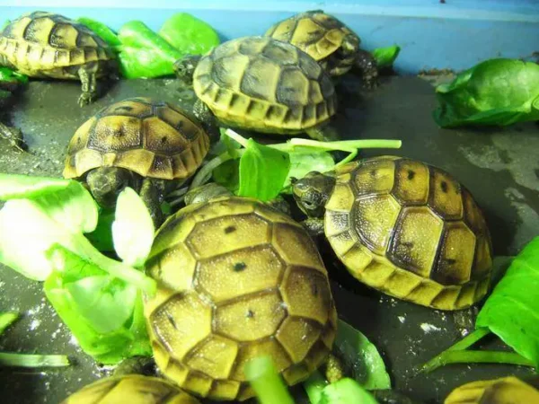 Ibera Greek tortoise