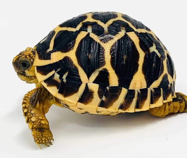 Indian Star Tortoise