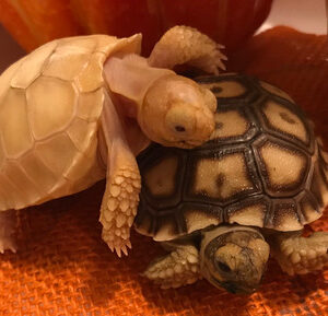 Ivory Sulcata Tortoise