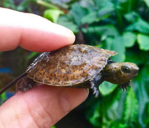Japanese Wood Turtle