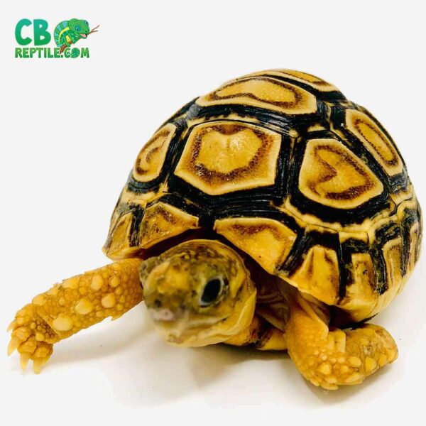 Leopard tortoise for sale