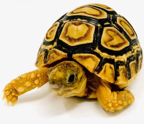 Leopard tortoise for sale