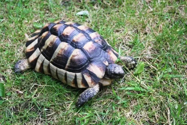 Marginated tortoise