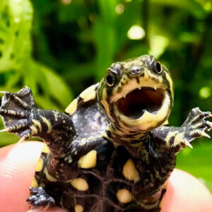 Narrow Bridged Musk Turtle