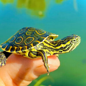 Nicaraguan Ornate Slider