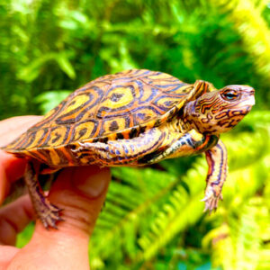Painted Wood Turtle