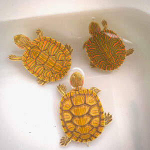 Pastel Rio Grande Red Eared Slider