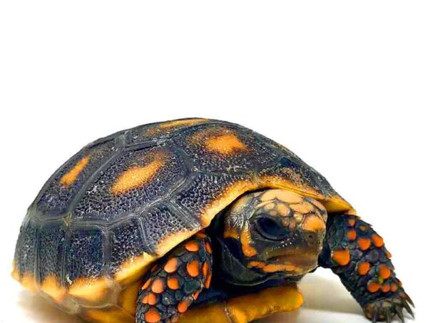 Red Footed tortoise for sale