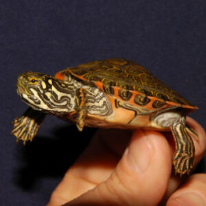 Rio Grande Cooter - Garden Pond Sizes