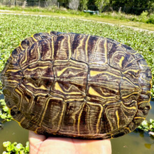 Rio Grande Red Eared Slider - Garden Pond Sizes