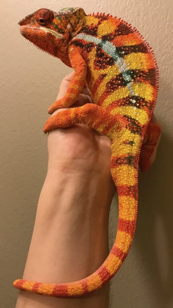 Sambava panther chameleon for sale