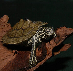 Southern Black Knobbed Sawback Map Turtle